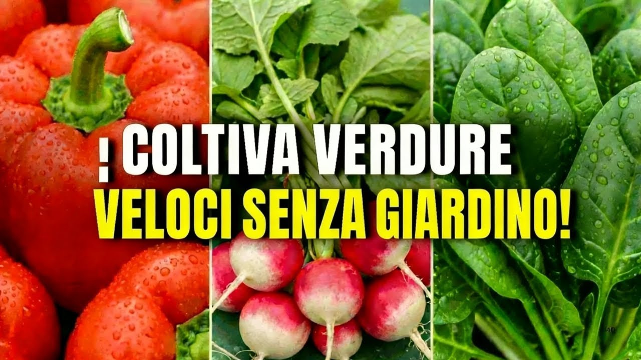 Le 7 verdure più facili da coltivare in vaso per principianti