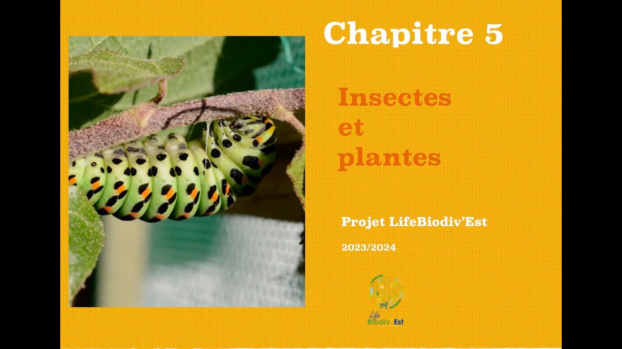 Chapitre 5 Insectes et plantes