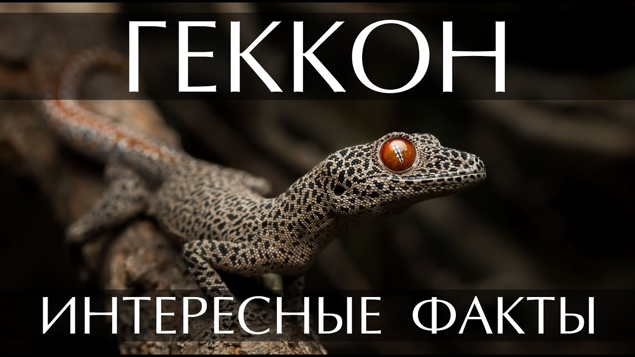 Геккон - интересные факты