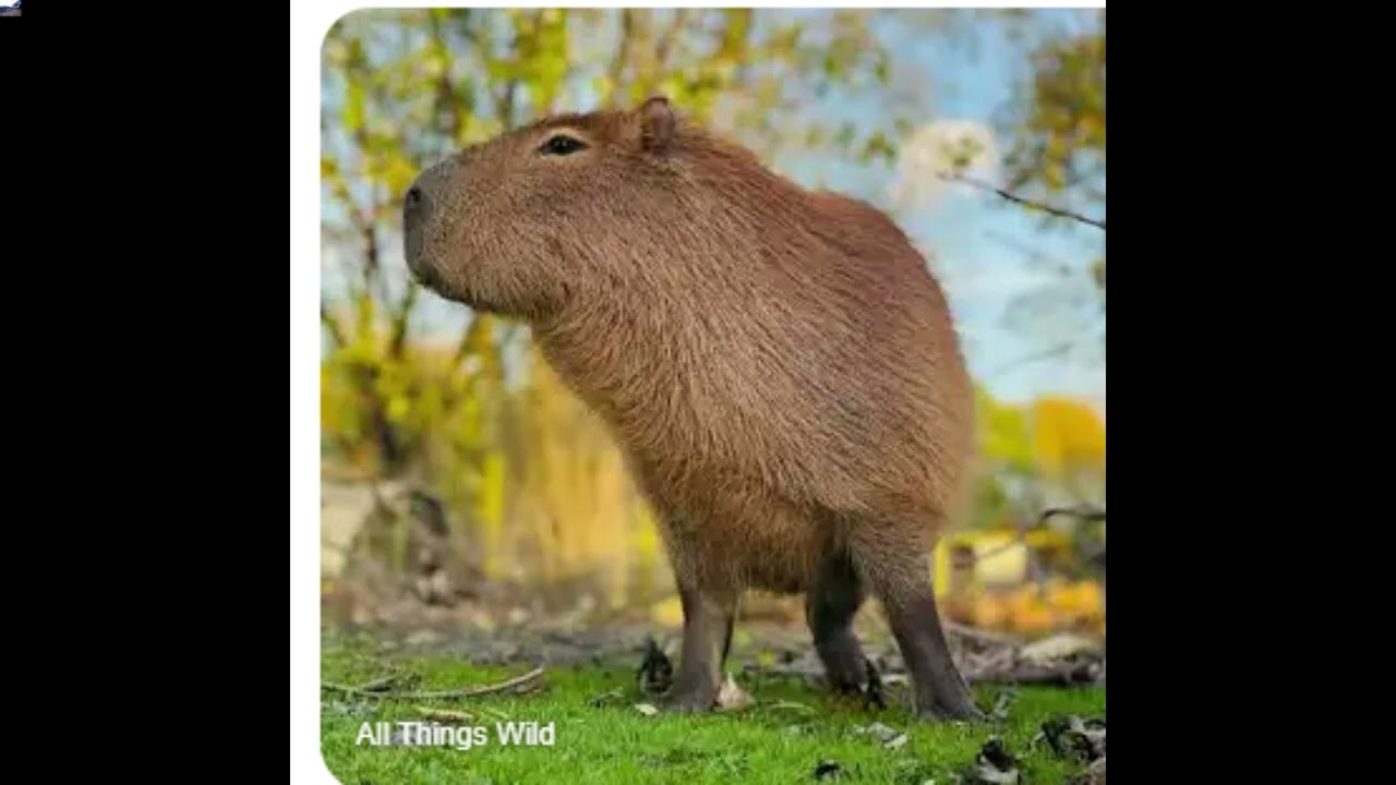 Capybara Song