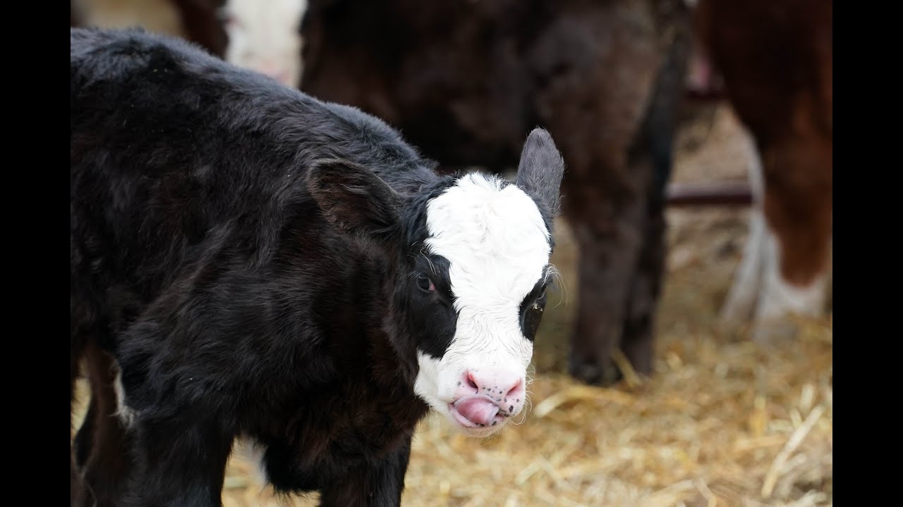 Greise Herd 1/24/26