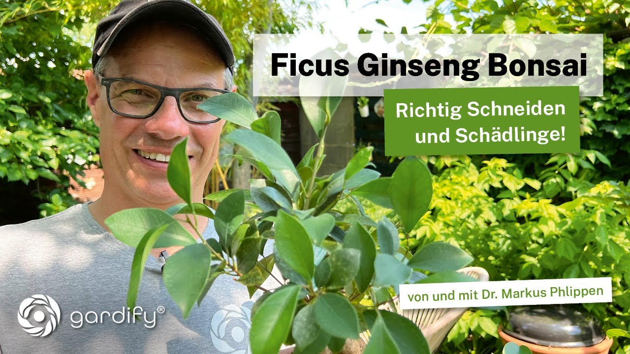 Indoor Bonsai - Ficus Ginseng richtig schneiden und Schädlings - Update!