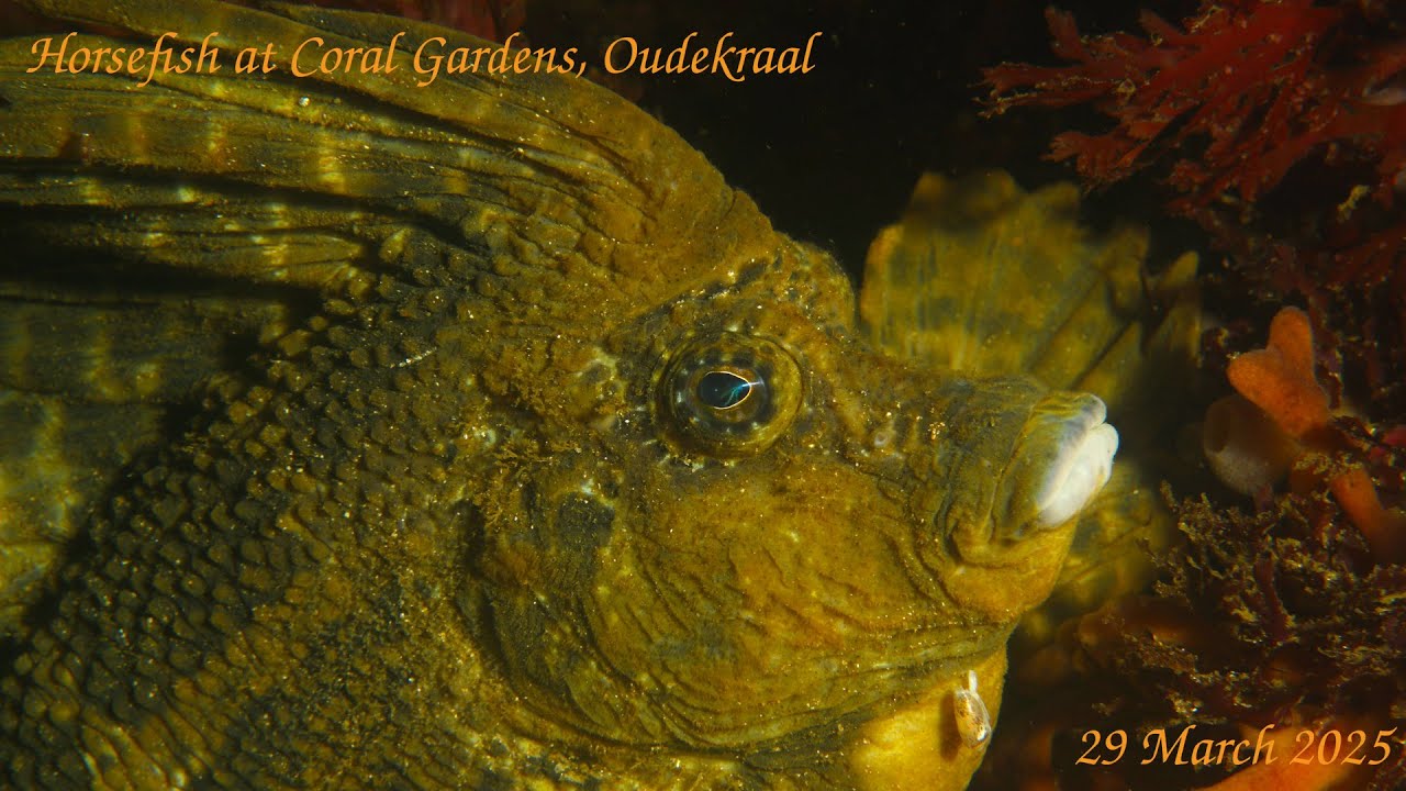 Horsefish at Coral Gardens, Oudekraal, Cape Town