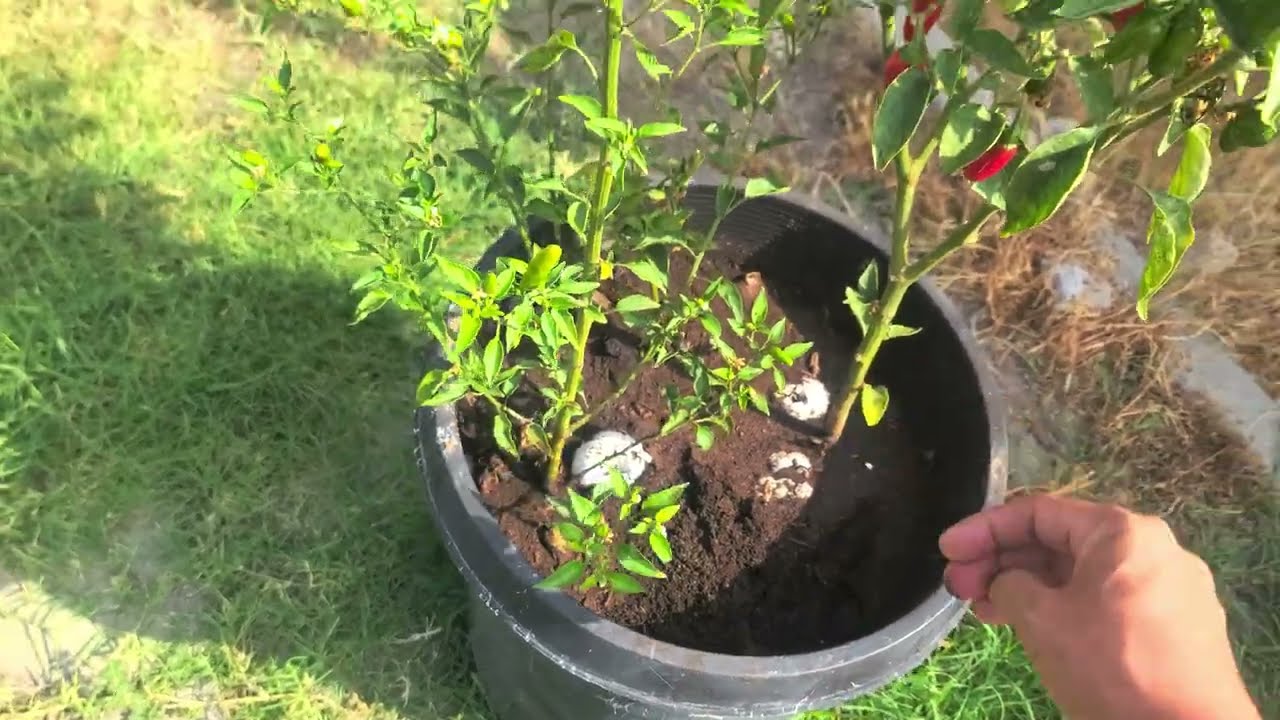 Sembre unas semillas de Chiles Serranos y Cuaresmeño... Parte 2