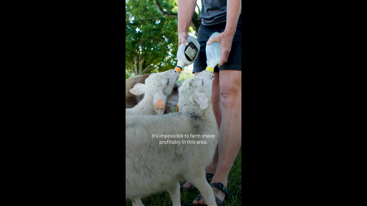 Solar Sheep for the Win!