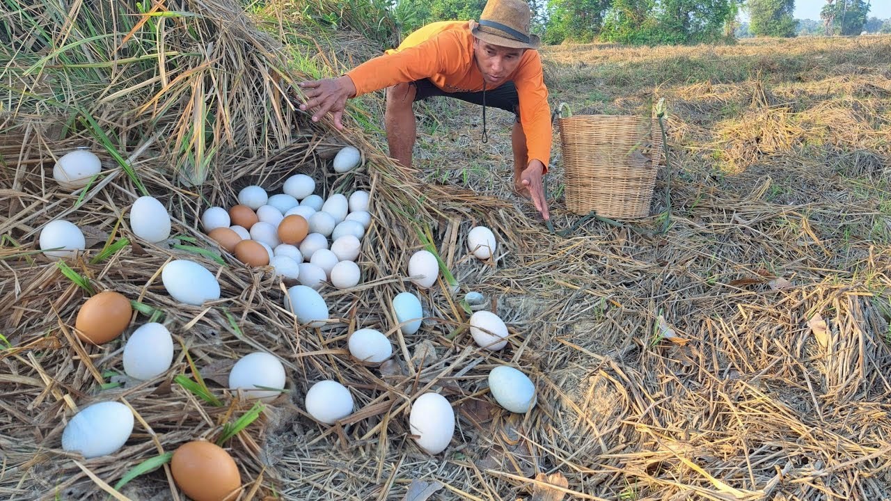 BEST UNIQUE FINDING!  pick a lot of eggs and snails on the tree stump pick a lot Best by han