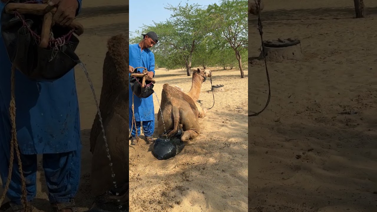 يتم إرواء الجمل بالماء من القربة المعلّقة خلفه لتخفيف تعبه ومنحه الراحة 💧🐫 #viral #trending #shorts
