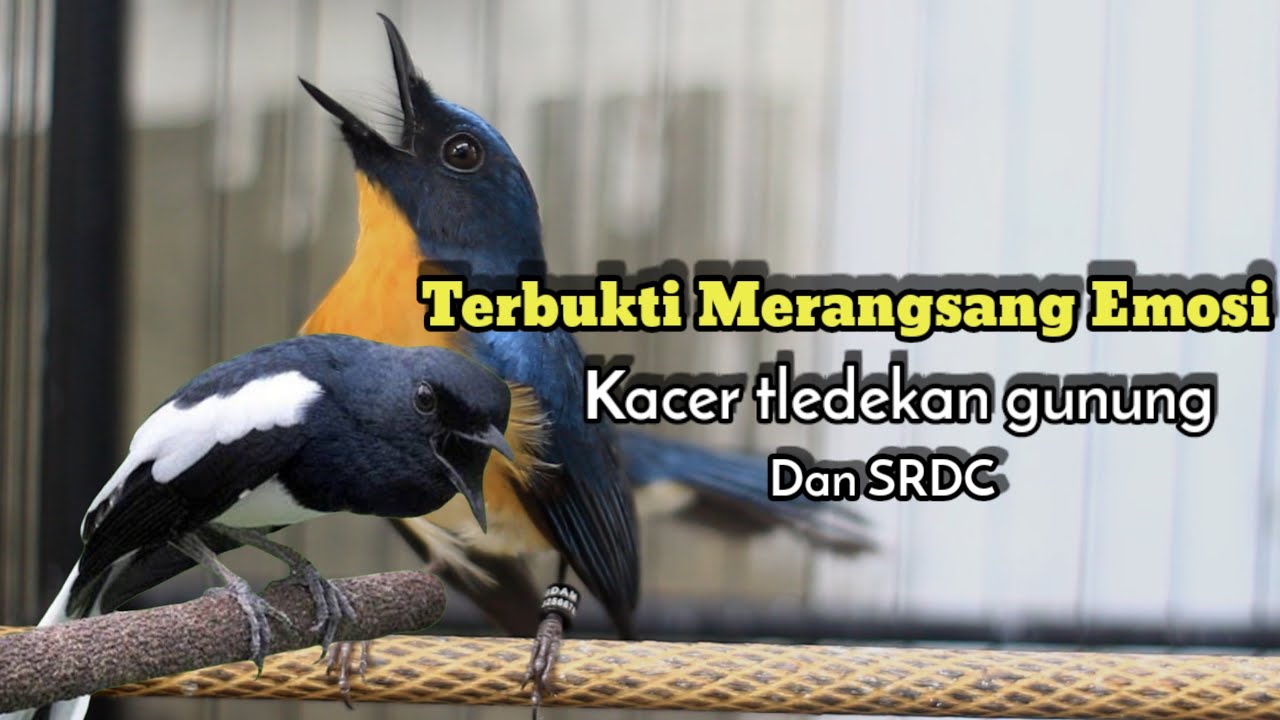 KACER , SRDC DAN TLEDEKAN GUNUNG PASTI AKAN NYUAT EMOSI