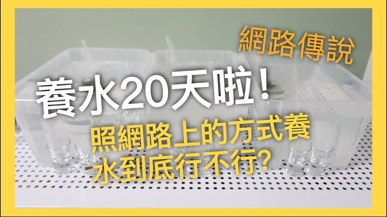 如何養水｜開缸養水實測｜第20天啦
