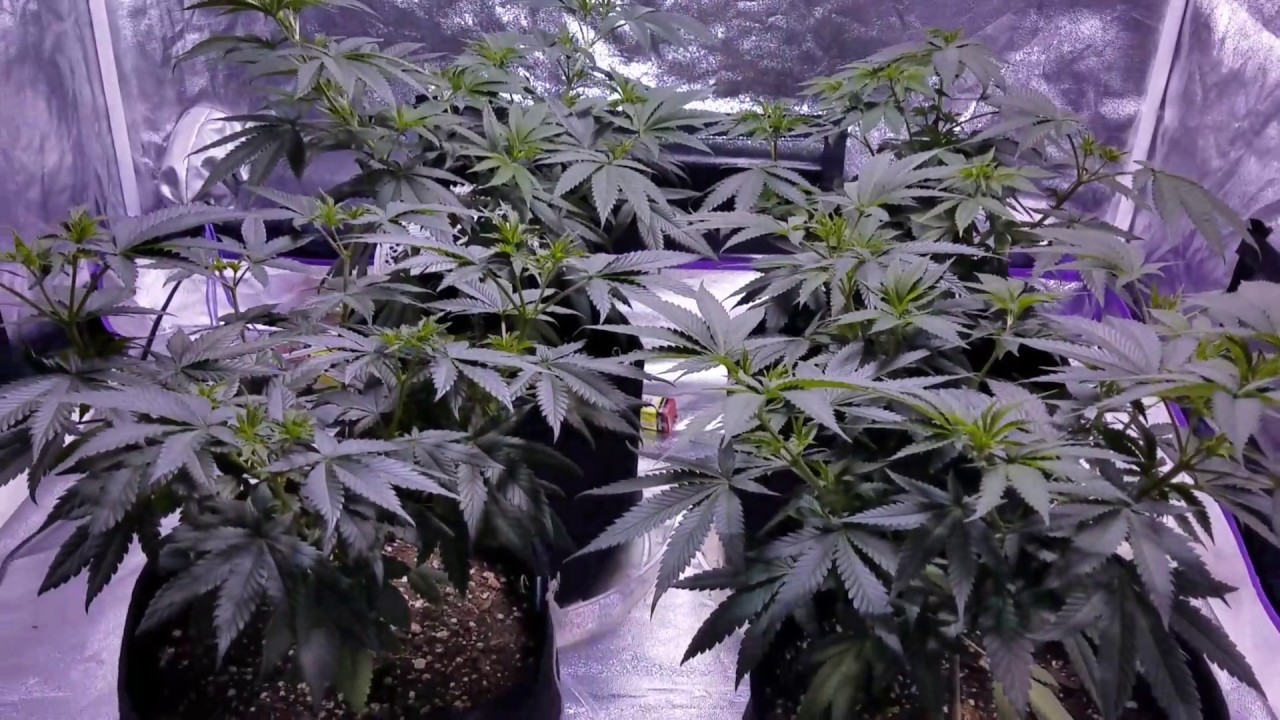 Sunset Sherbet  (Day 29 Veg.)