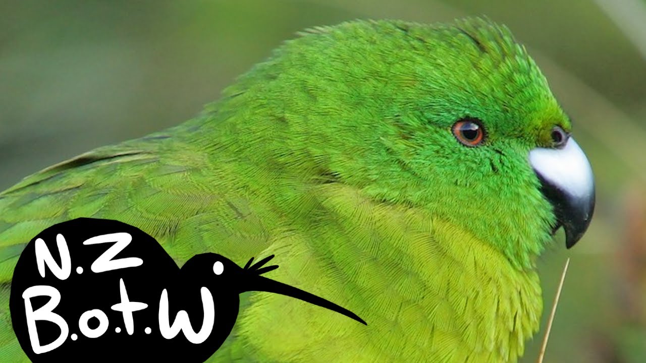 Antipodes Island parakeet - New Zealand Bird of the Week
