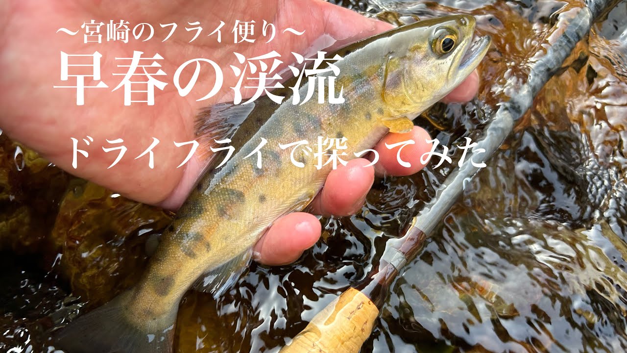 早春の渓流にヤマメを探ってみた　〜宮崎のフライ便り〜