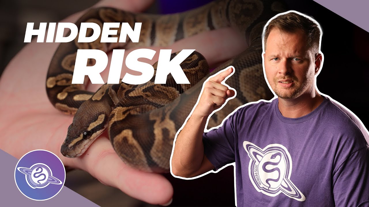 Pros & Cons to BALL PYTHON Shed Testing | Ball Python Breeding Tips | #ballpython #snake #reptiles