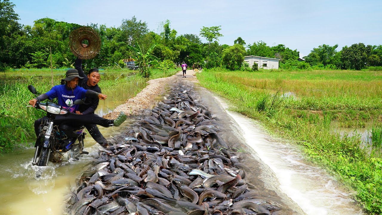 OMG Really Catching by Best Hands on the road flooded - Unique Fishing in Flooded Season