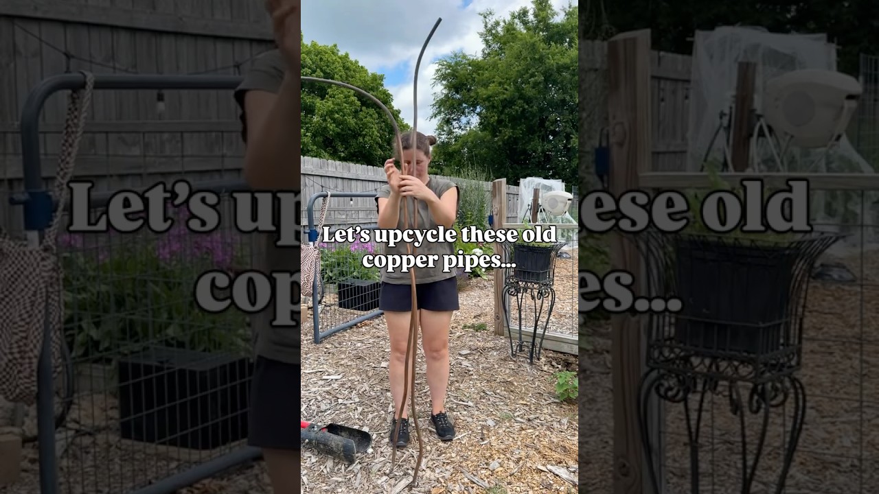 Time to get scrappy #garden #mybackyardgarden #homegardening #backyardgardening