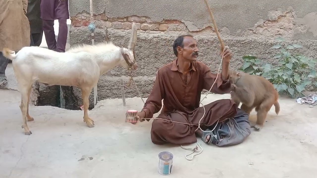 Madaari ki kala