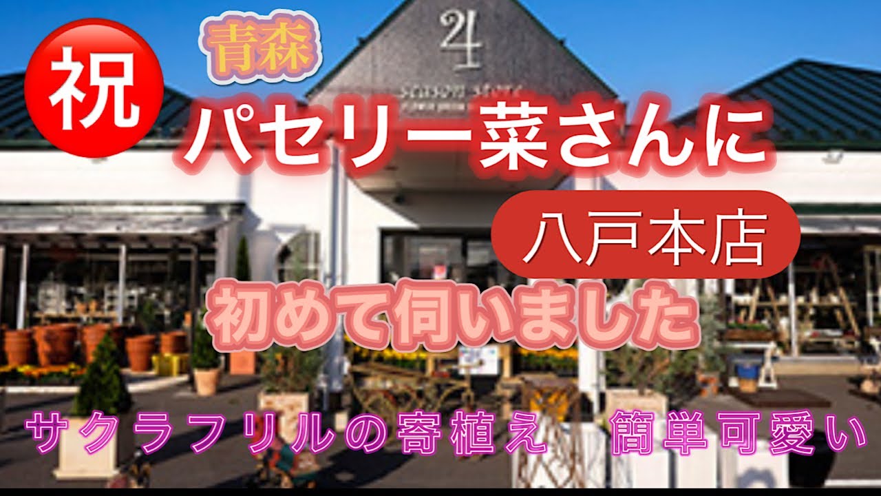 【青森八戸パセリー菜さんでお買い物】タキイ種苗サクラフリル購入。ラブリーな寄せ植え8個作りました。