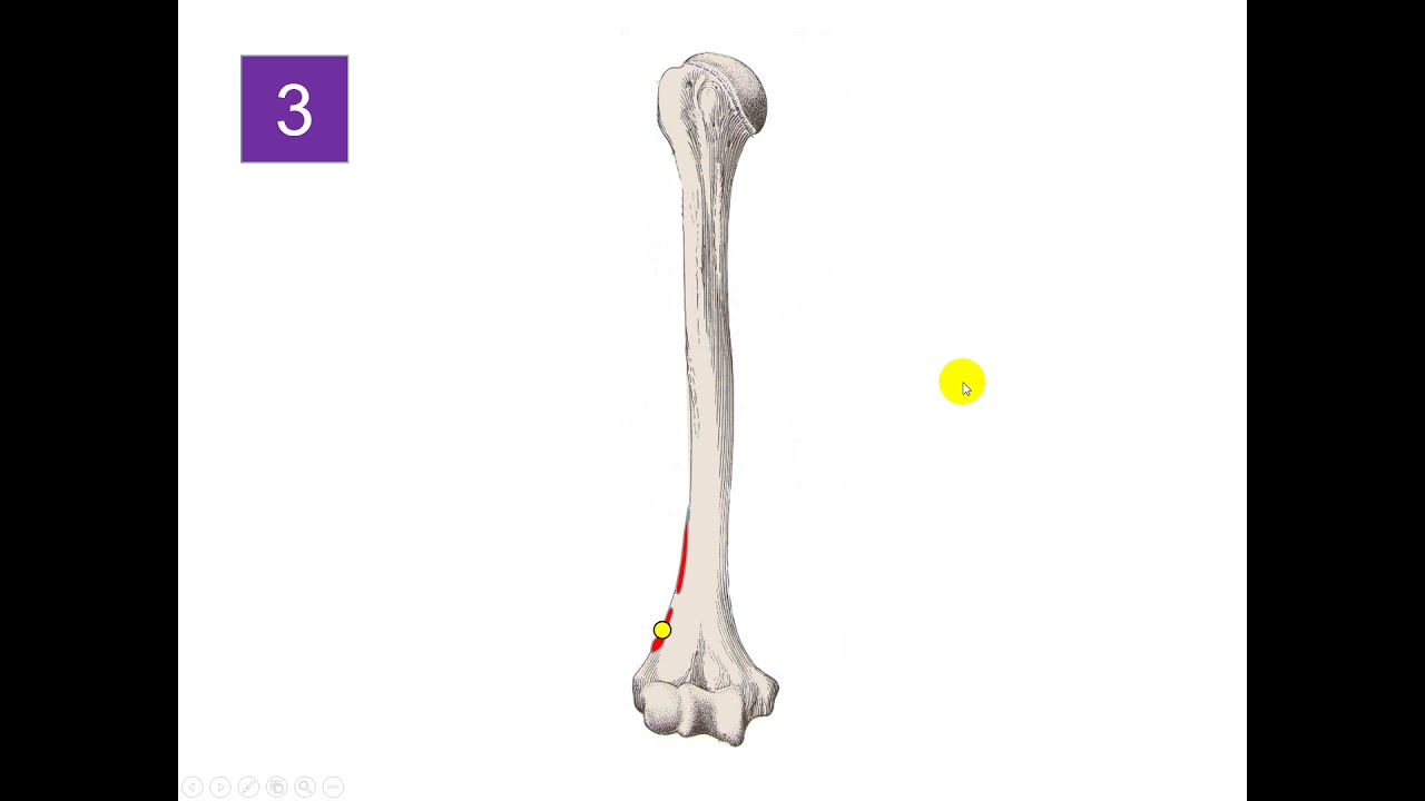 Test 1 de anatomía