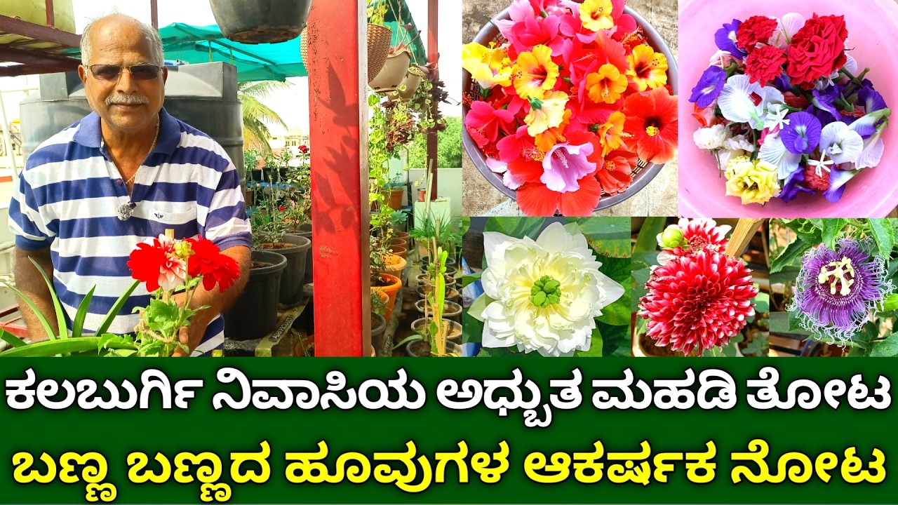 ಕಲಬುರ್ಗಿಯ ಅಧ್ಬುತ ಮಹಡಿ ತೋಟ ಬಣ್ಣ ಬಣ್ಣದ ಹೂವುಗಳ ಆಕರ್ಷಕ ನೋಟ | terrace garden in kannada | flower garden