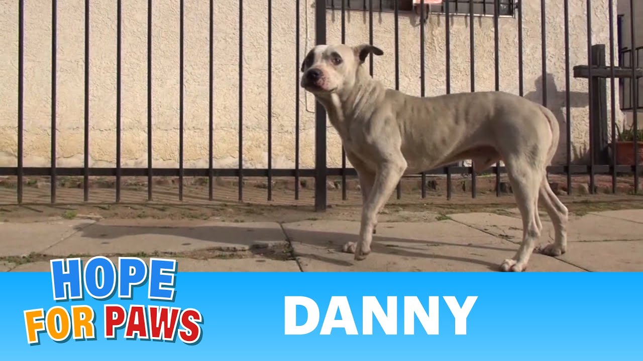 Danny - Homeless Pit Bull gets rescued off the streets. #senior