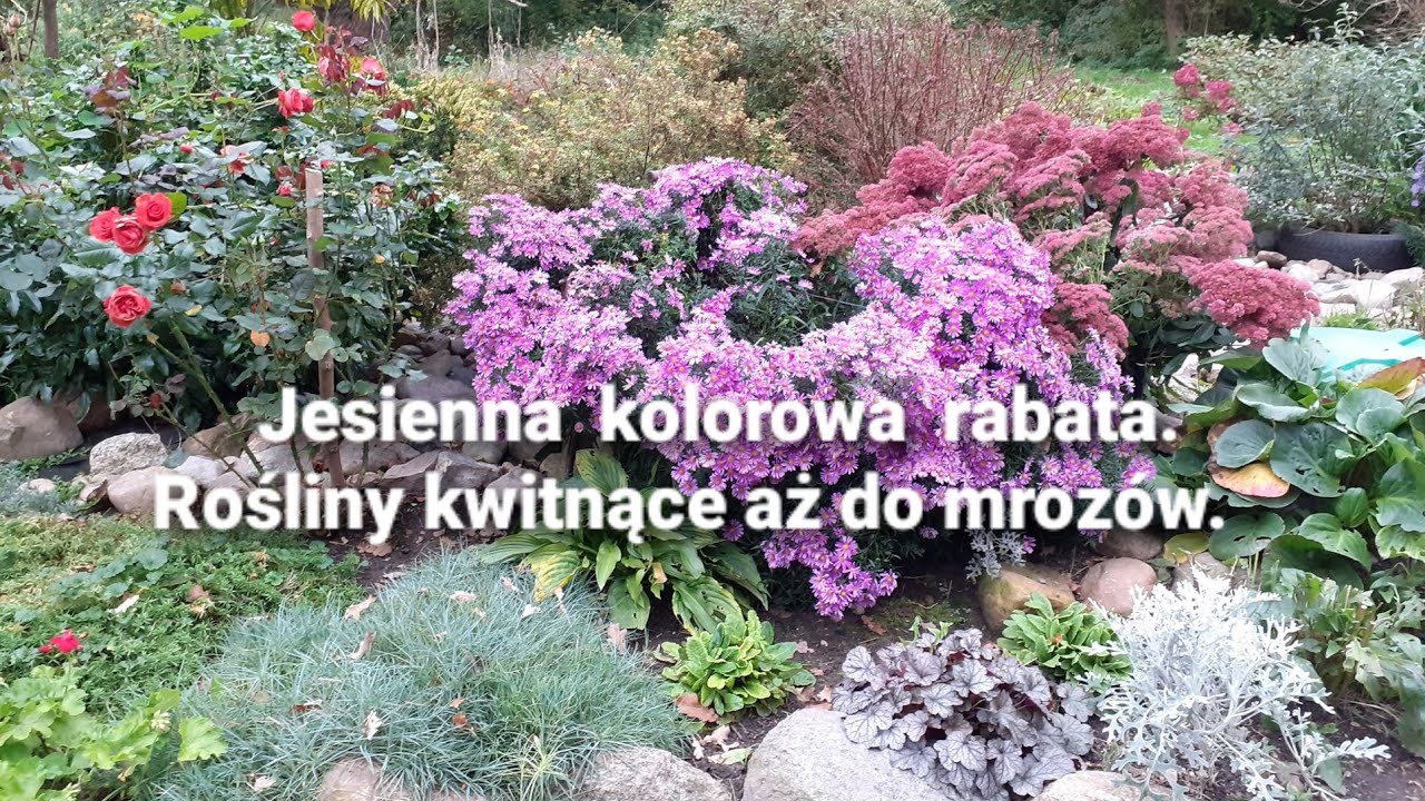 Jesienna kolorowa rabata. Rośliny kwitnące aż do mrozów.