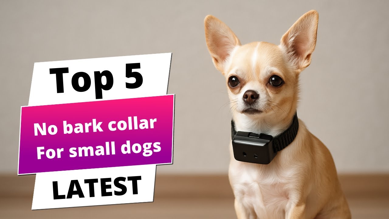 ✅ Best no bark collar for small dogs: No bark collar for small dogs (Buying Guide)