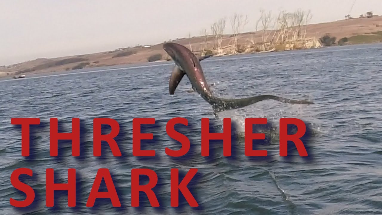 Tomales Bay Thresher Shark
