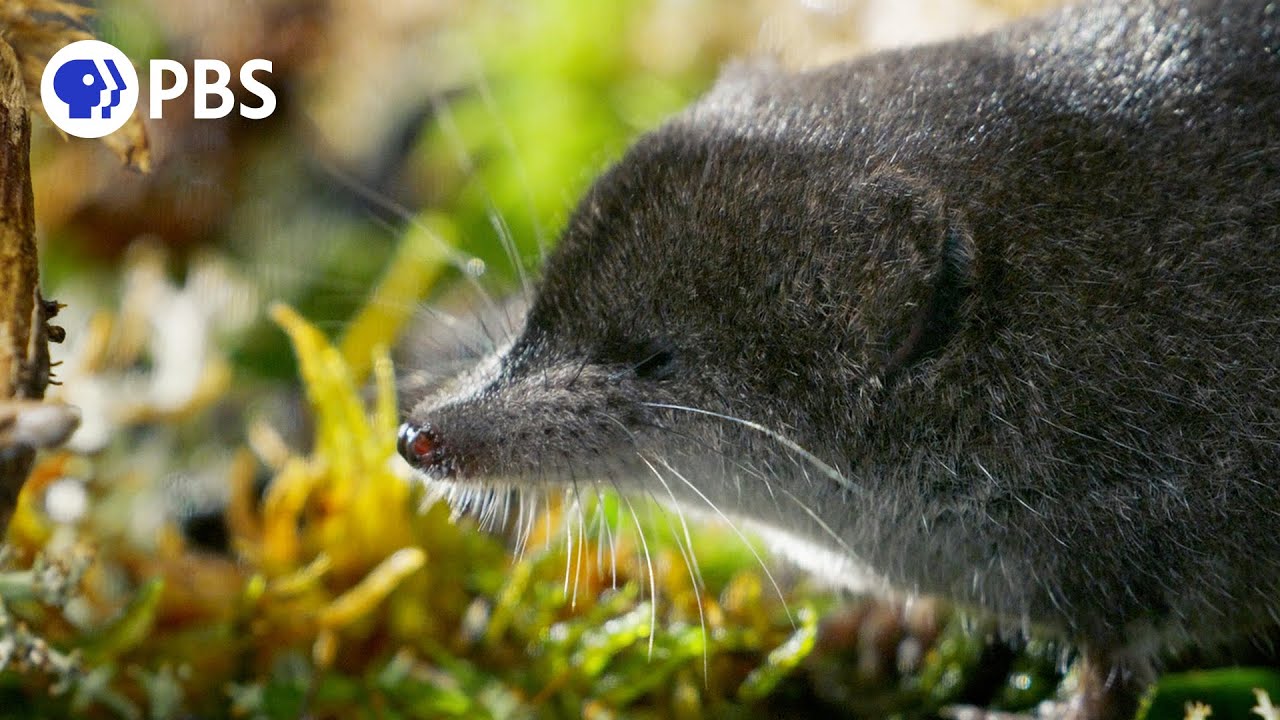 Tiny Water Shrews Are the 