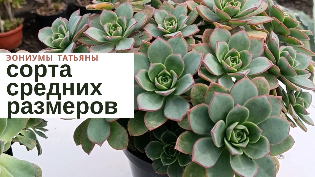 №225 Сорта эониумов средних размеров в моей коллекции
