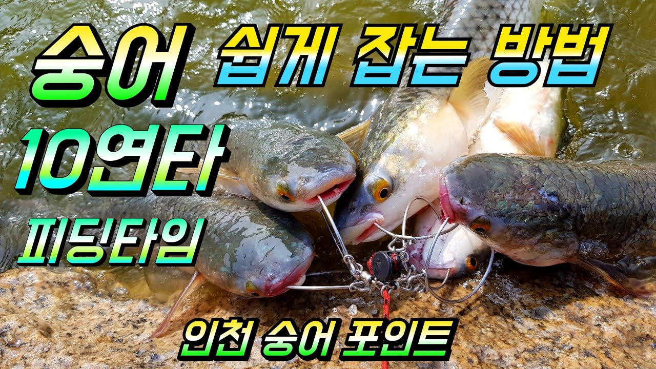 숭어 쉽게 잡는 방법 / 숭어 원투 찌낚시 / 인천 숭어 포인트 대매도랑교 / mullet fishing