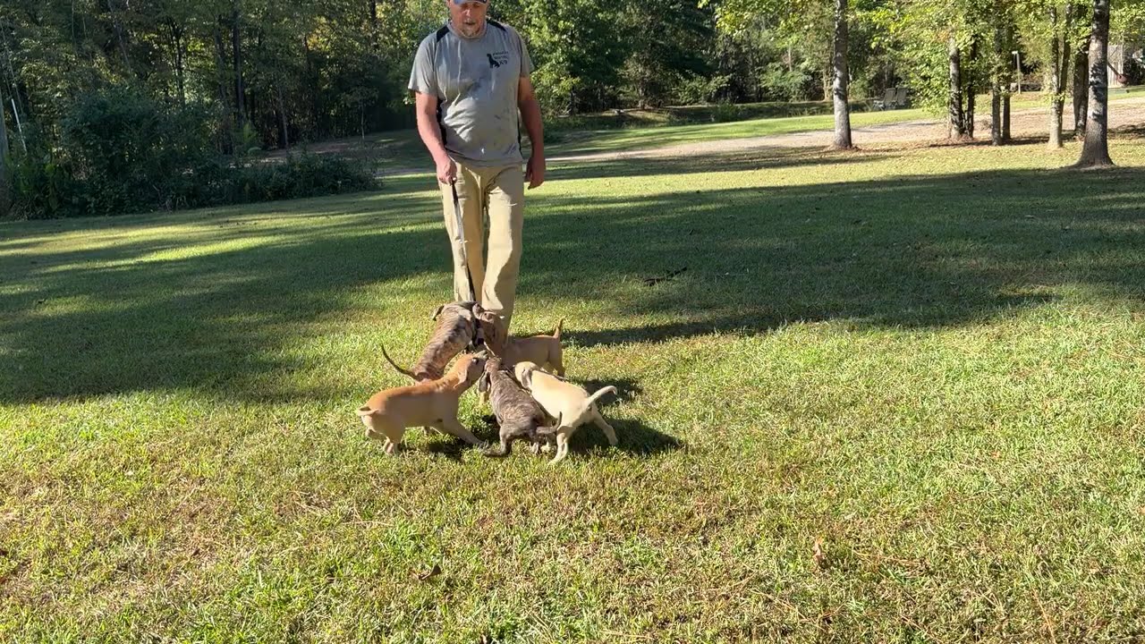 Boomer x Bocote pups at 9 & 1/2 wks