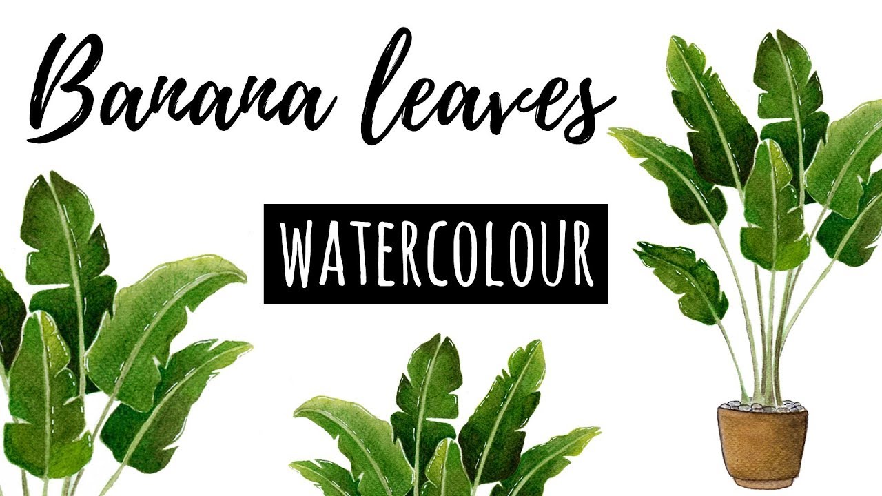 Tropical Leaves | Banana Plant | Watercolour illustration