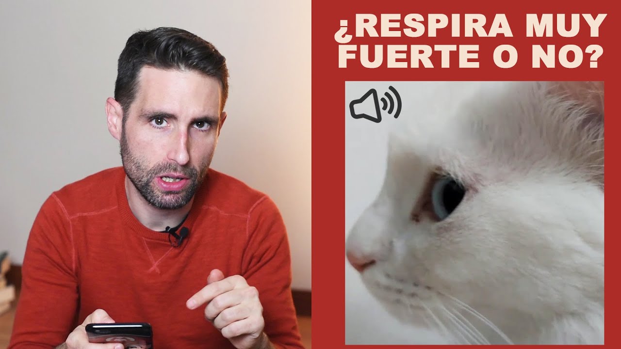 ¿Cómo sé si mi gato está respirando normal o no?