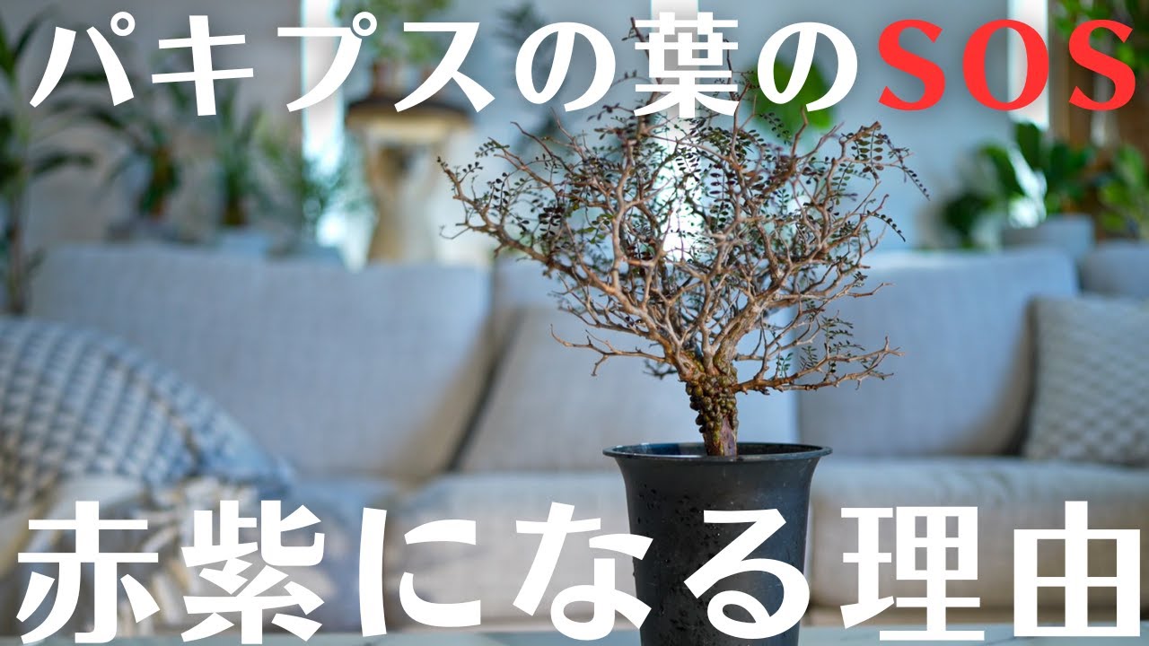 知らないと怖い。パキプスで最も起こる現象。