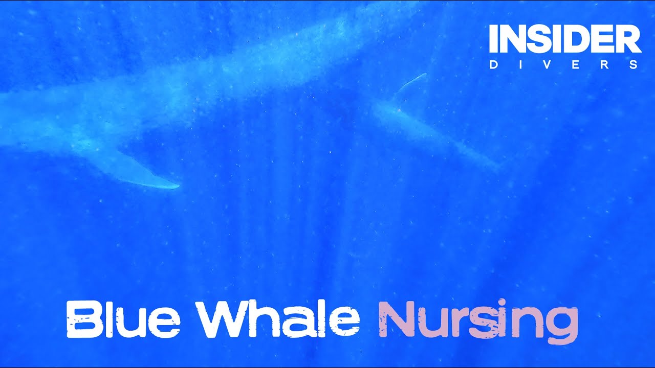 First ever underwater video of a Blue Whale nursing its calf