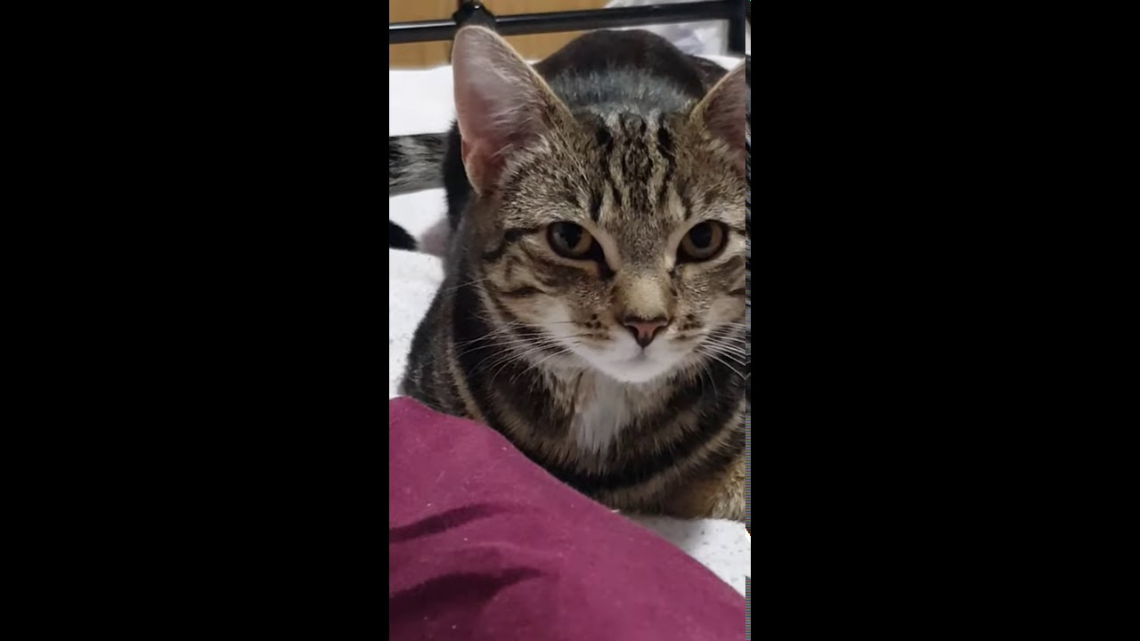 Stare into my cat's eyes challenge. Don't look away! #shorts