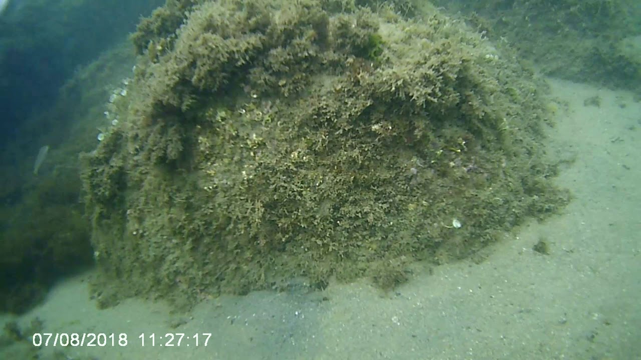 UNDER THE SEA