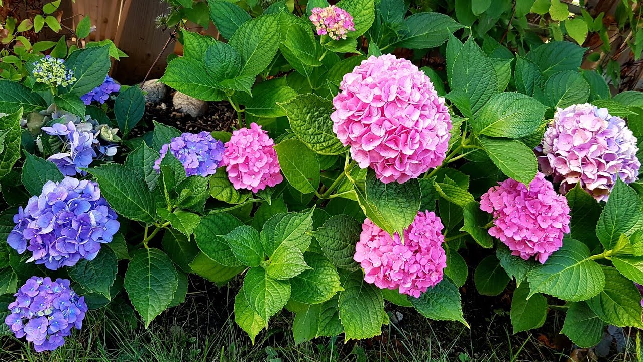 大叶绣球开花的要点