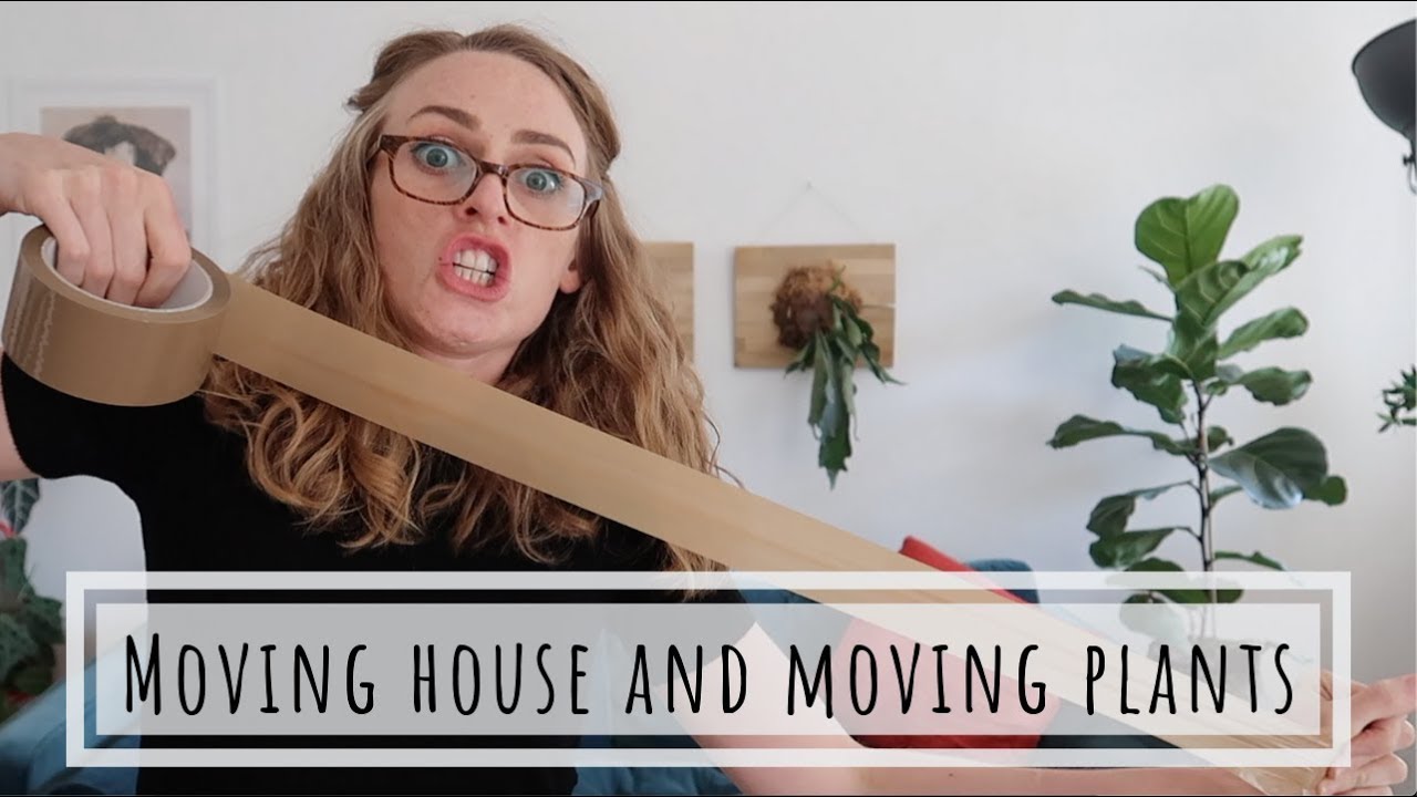 How to move houseplants when moving house