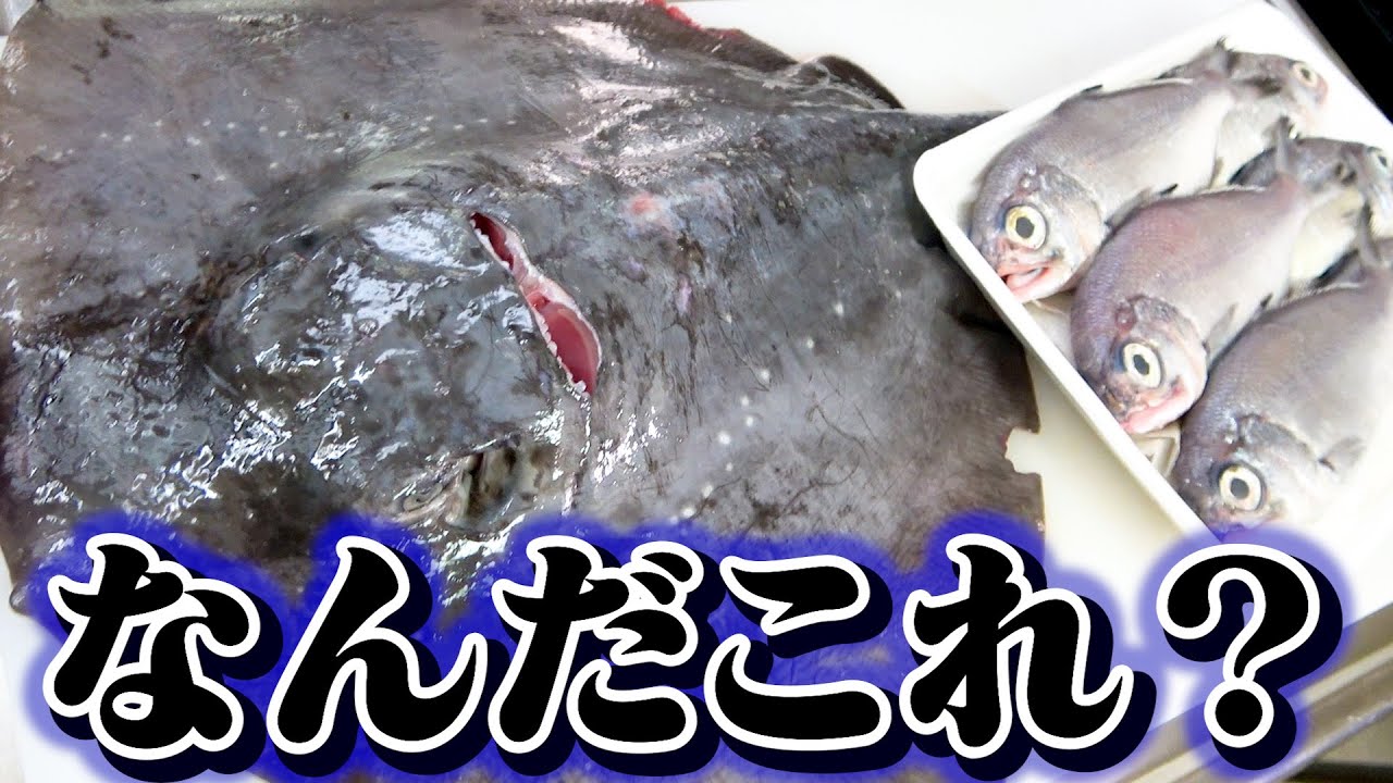 お店に並ばないレアなお魚ホシエイを捌いたら美味しすぎた！！