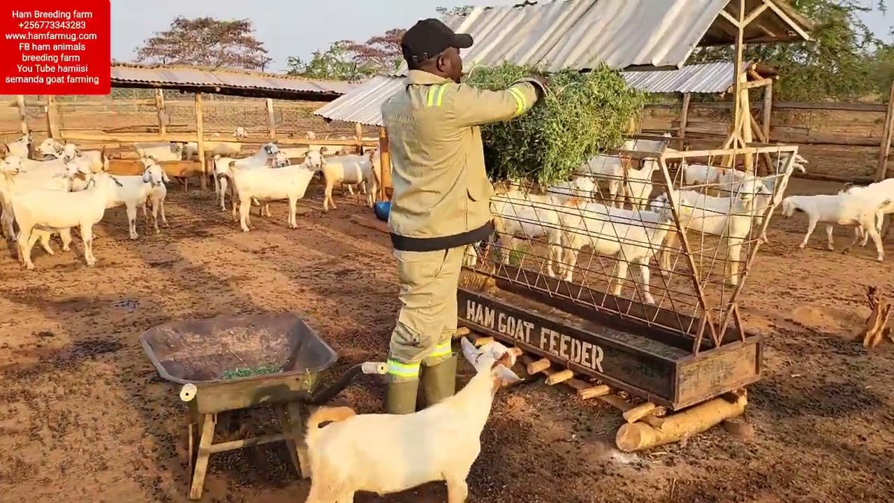 How to feed hay bales of alfa alfa (how to feed dry grass to animals )