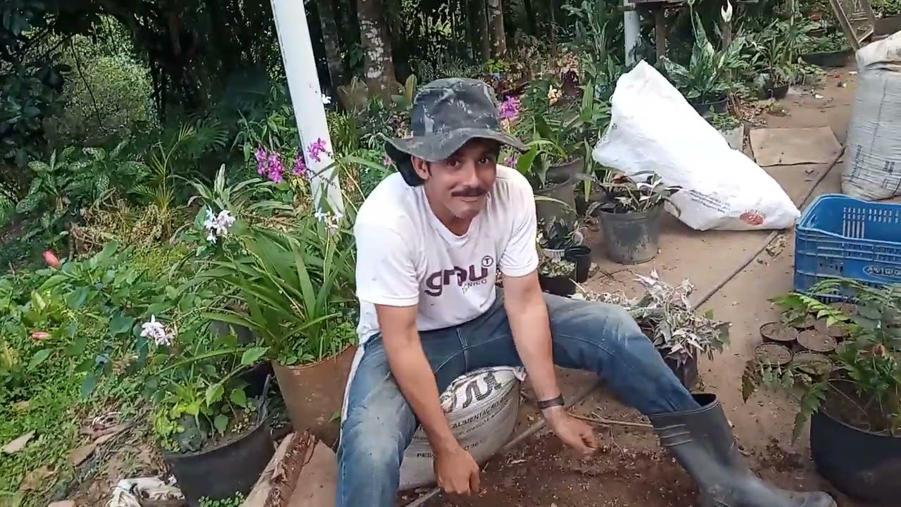 Replantando  monsteras em um substrato maravilhoso 