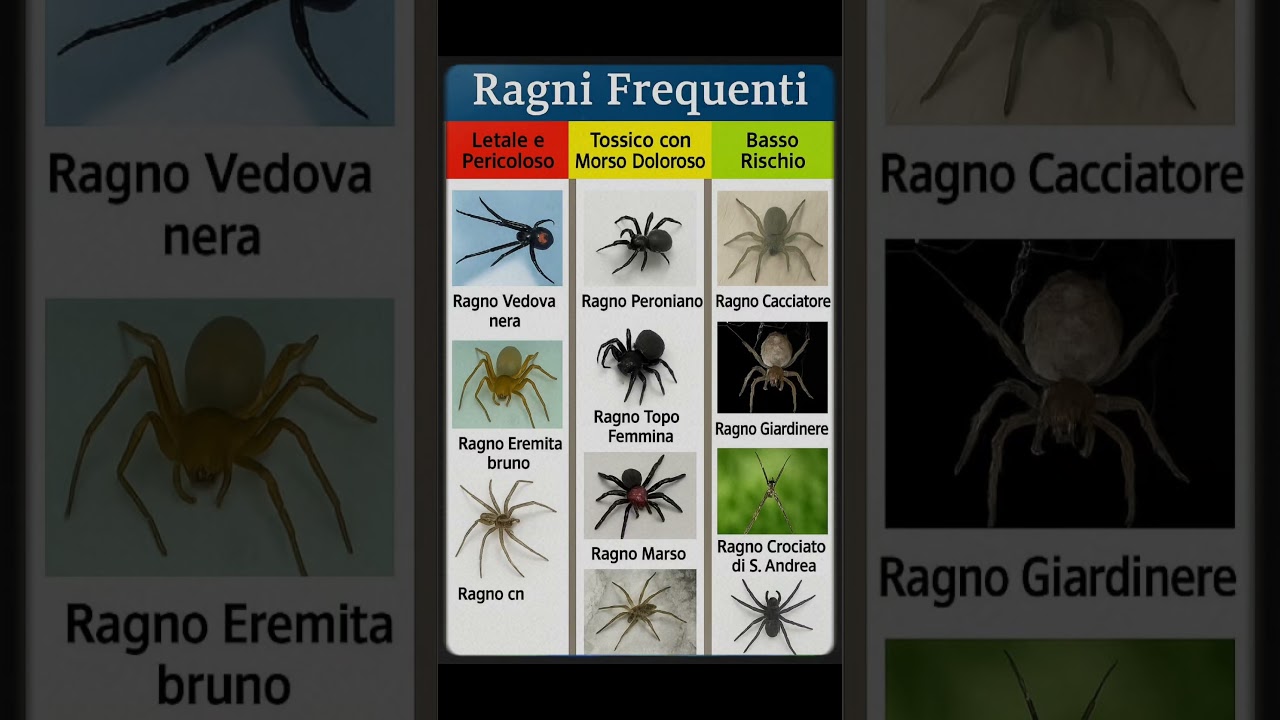 Simpatici Ragnetti☠️😂😂😂