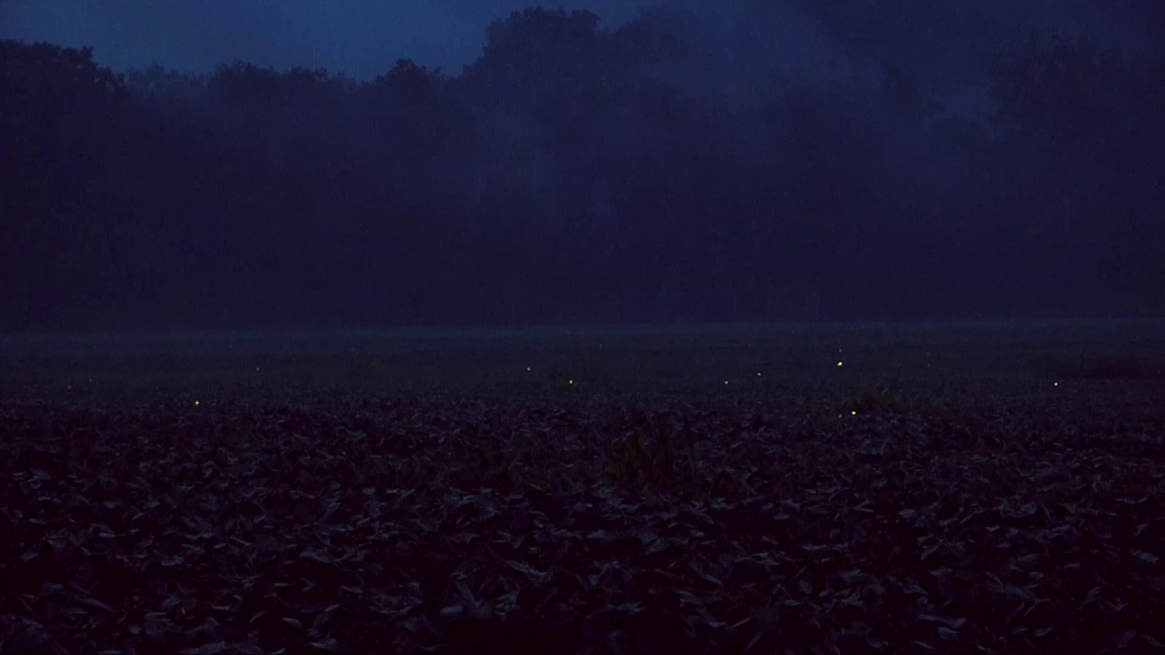 Lightning Bugs at Twilight