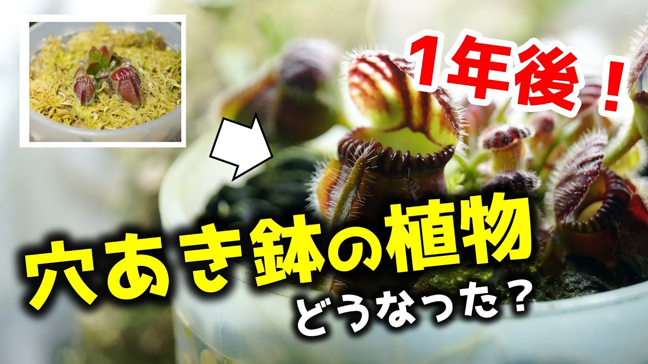 50万再生された100均穴あき鉢…、”気になる成長後の姿”と新たな栽培環境作り！【観葉植物】