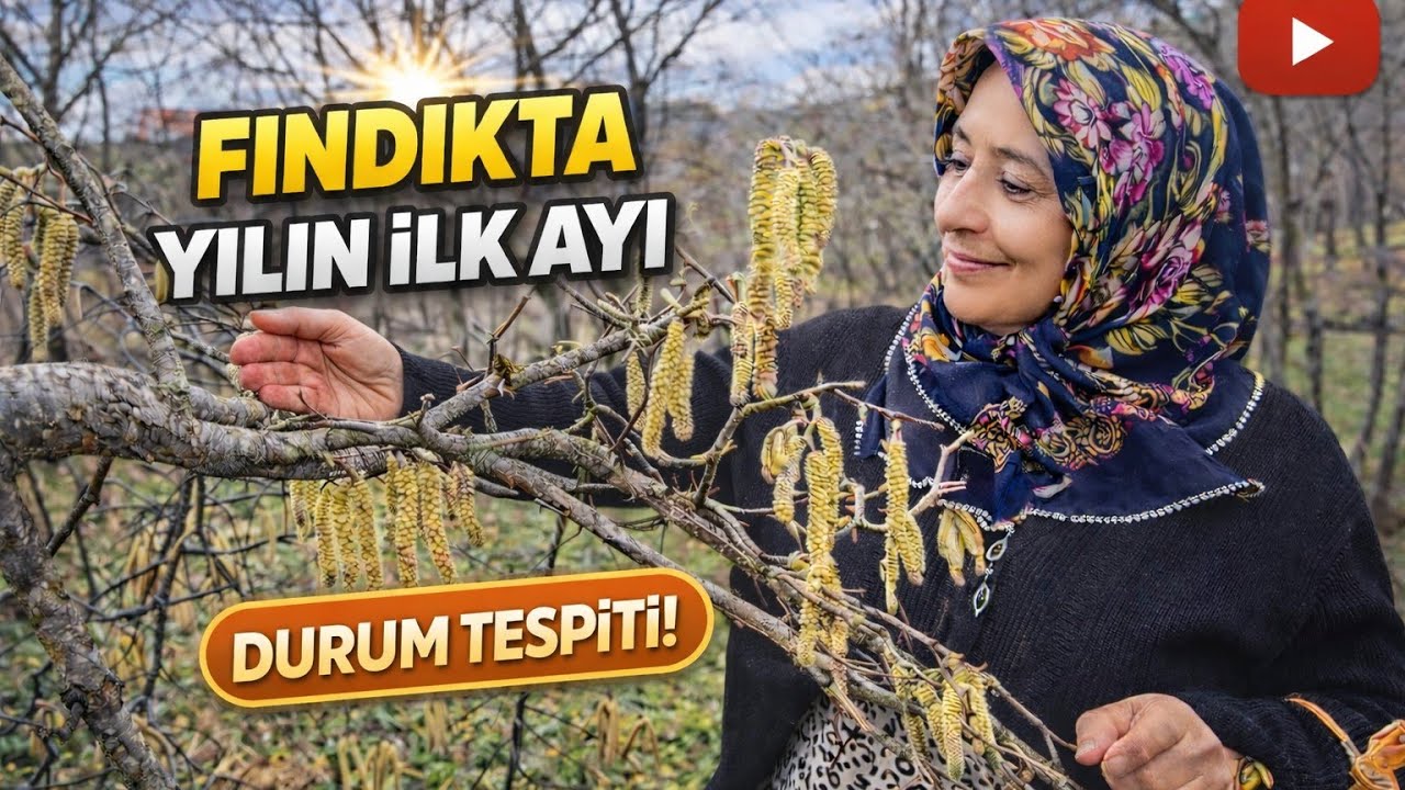 🌰❄️ Ocak’ta İlk Kontrol! Fındık Bahçesinde Yılın Durum Tespiti