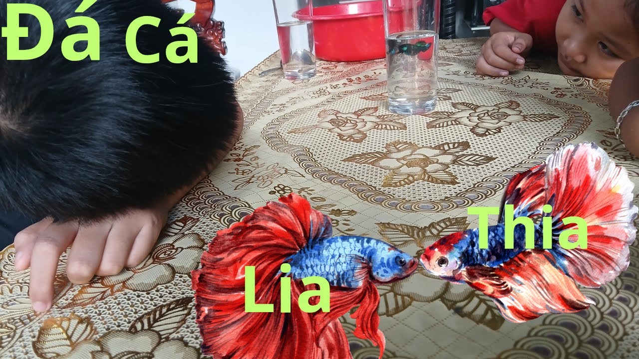 Trit5vlog/Thử thách ra đồng xúc cá lia thia&cuộc thi đá cá của team