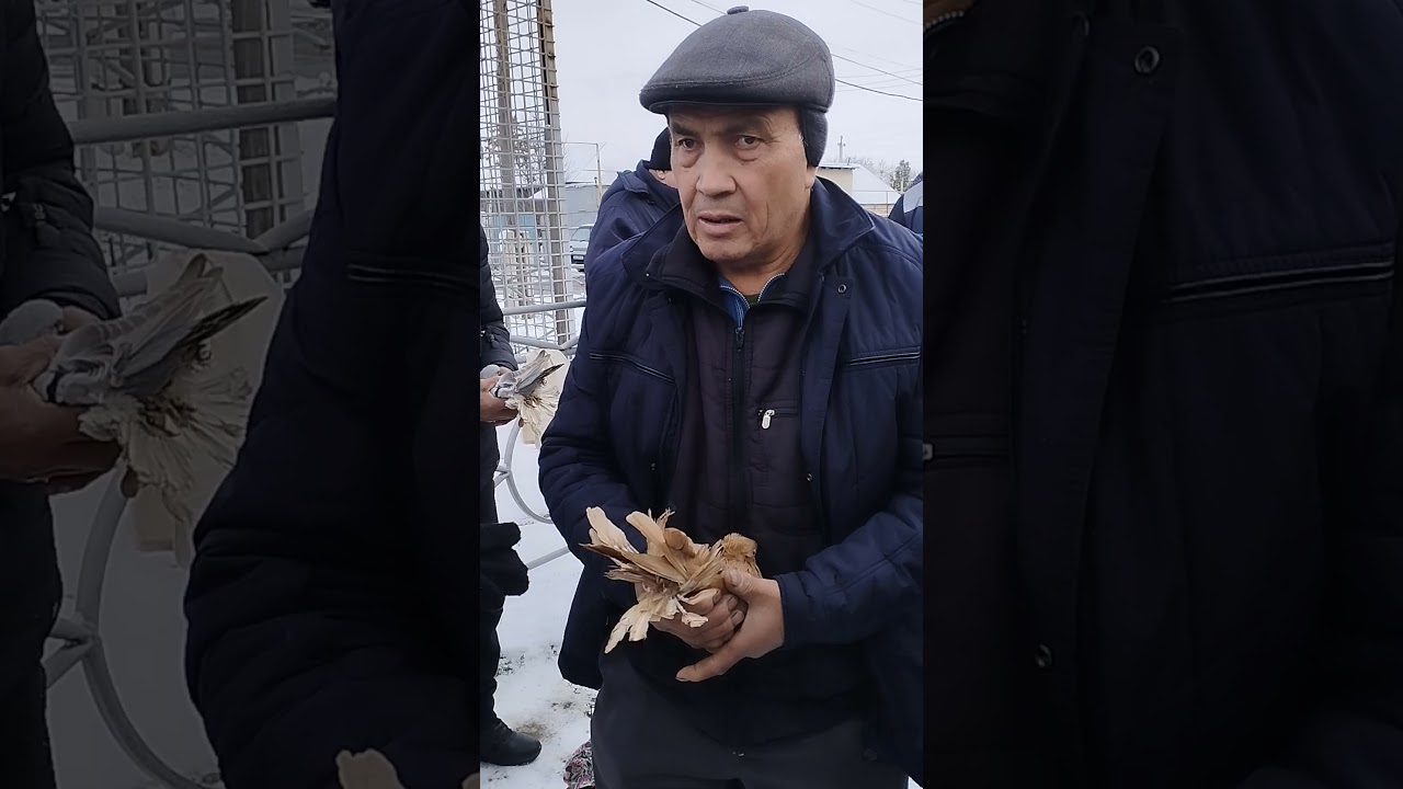 Chirchiq kabutar bozori 8.12.2024