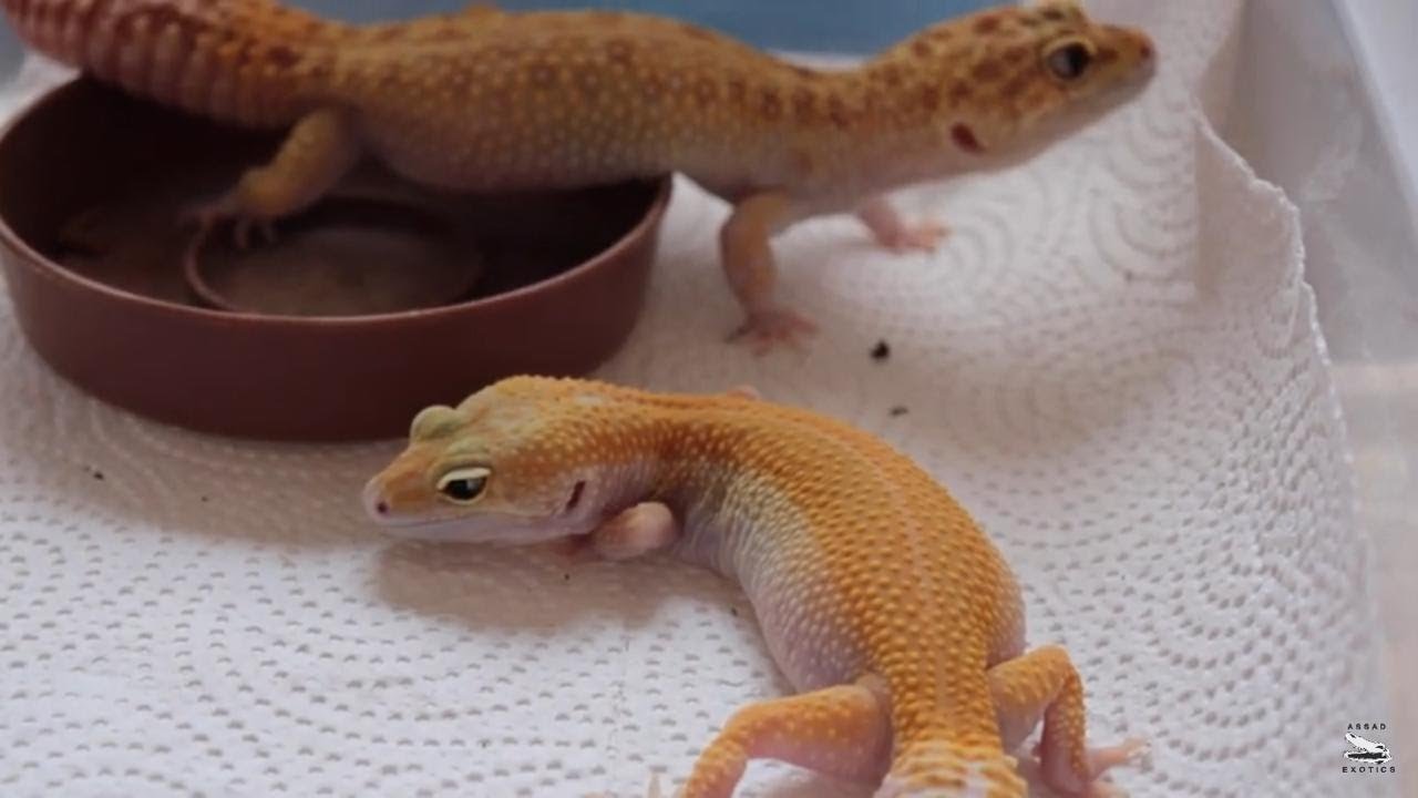 Habrá Más Crías De Gecko Leopardo (Cuidado Con Los Estafadores)