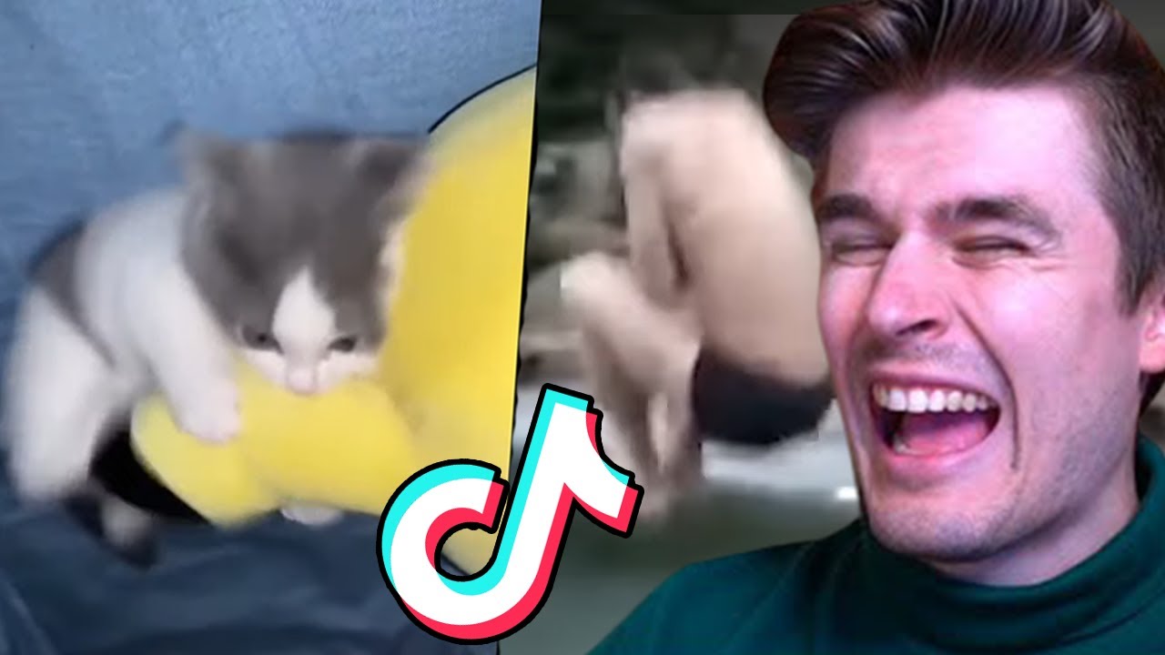 these are the FUNNIEST videos on the internet